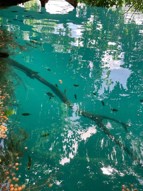 Cenote Azul 