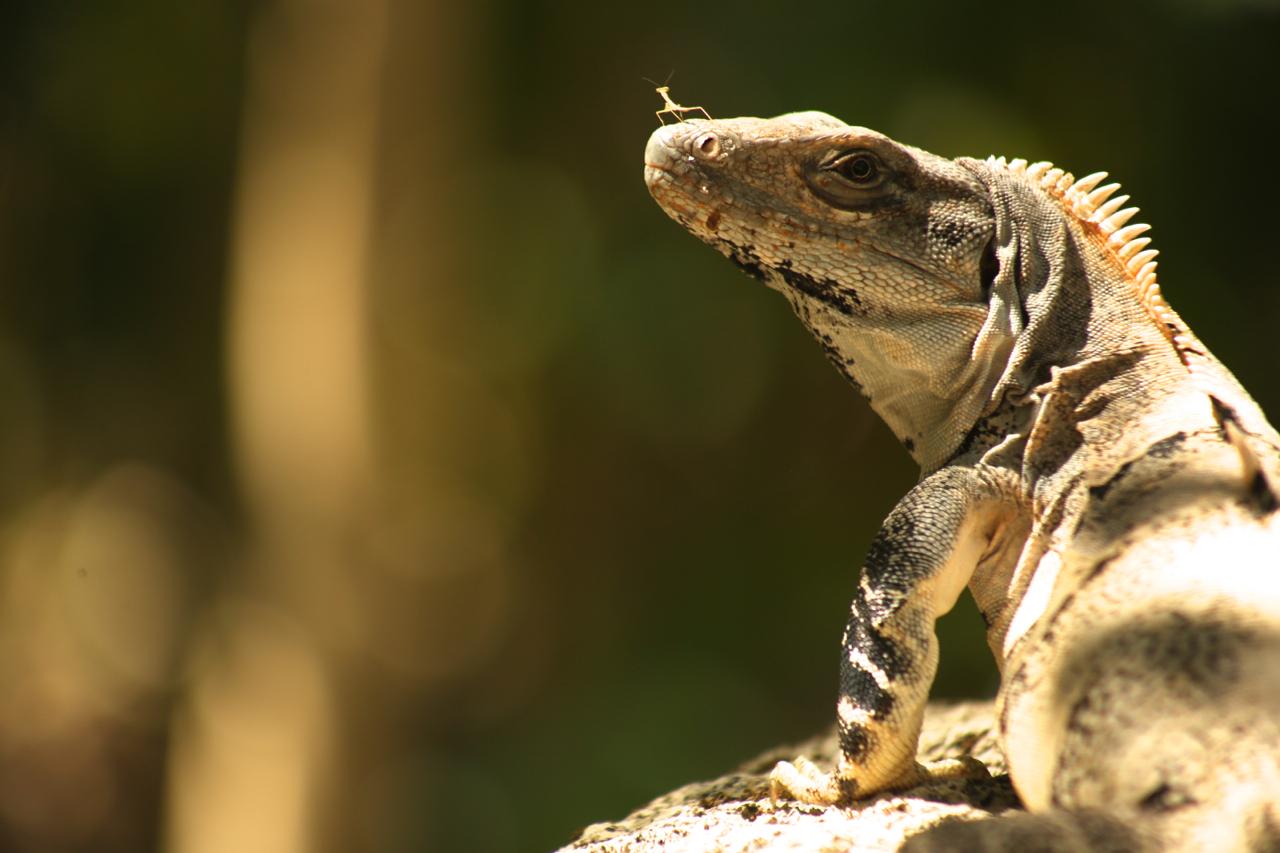 Iguana y Mantis