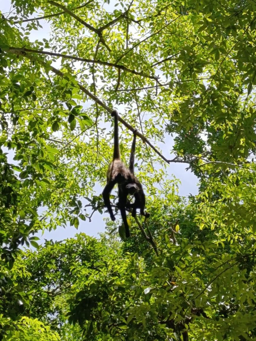 Tour a Ichkabal y Cenote Azul desde Bacalar